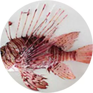 Andover lionfish