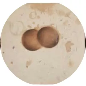 András M. Novák (M. Novák András)