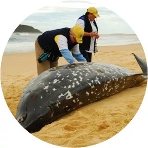 Andrews' beaked whale