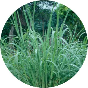 Andropogon gayanus - 