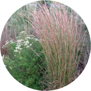 Andropogon