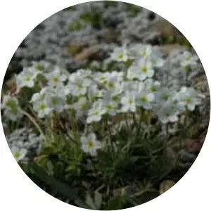 Androsace obtusifolia - 