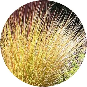 Anemanthele lessoniana - Plants