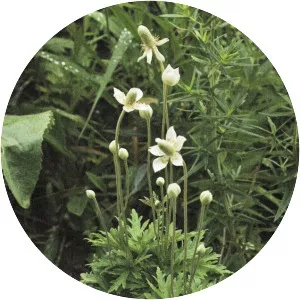 Anemone cylindrica - Plants