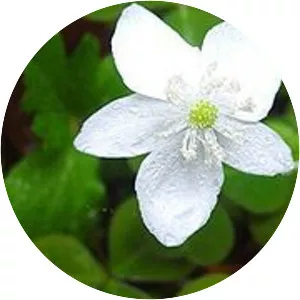 Anemone deltoidea - Plants