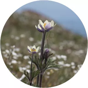 Anemone multifida - Plants