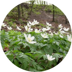 Anemone nemorosa