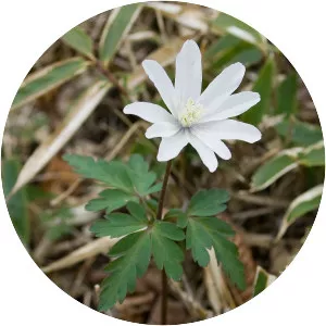 Anemone pseudoaltaica - 
