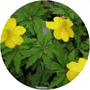 Anemone ranunculoides - Plants