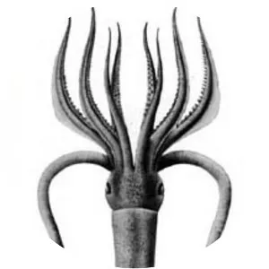 Angel clubhook squid