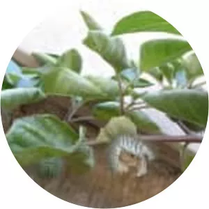 Angel's trumpet - Plants