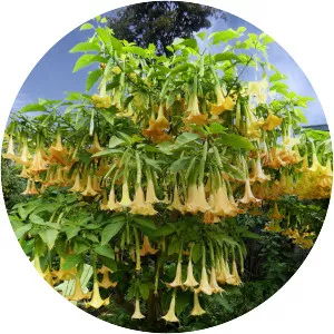 Angel's trumpets