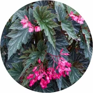 Angel wing begonia