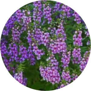 Angelonia - Plants