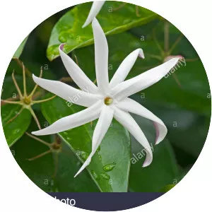 Angelwing jasmine