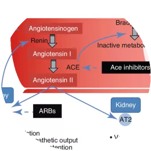 Angiotensin-converting enzyme - Protein