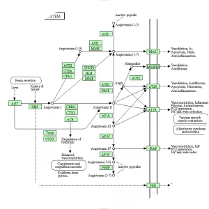 Angiotensin - Hormone