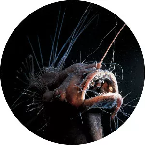 Anglerfish