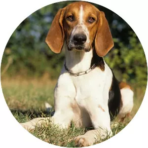 Anglo-Français de Petite Vénerie (Anglo-français de petite vénerie)