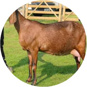 Anglo-Nubian goat