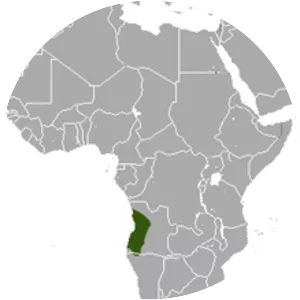 Angolan epauletted fruit bat