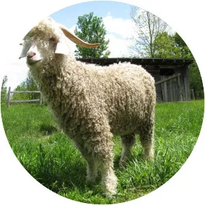 Angora goat