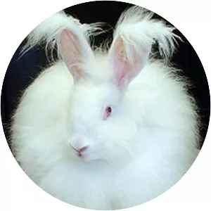 Angora rabbit