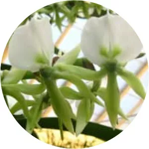 Angraecum eburneum