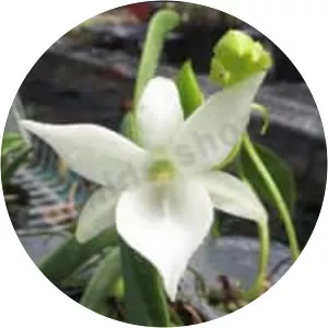 Angraecum leonis
