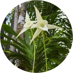 Angraecum