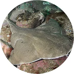 Angular angel shark