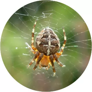 Angulate orbweavers (Araneus)
