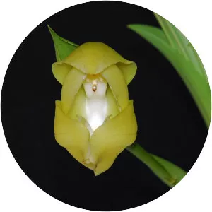 Anguloa uniflora