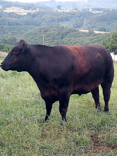 Angus do Campo - Ranch in Spain