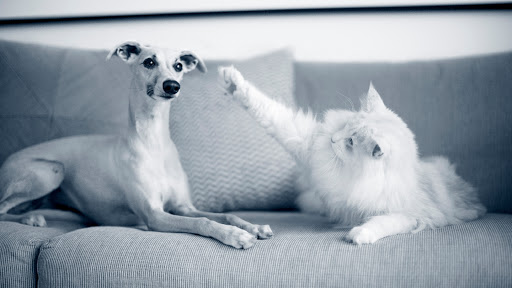 AniCura Kongsvinger Veterinary Clinic