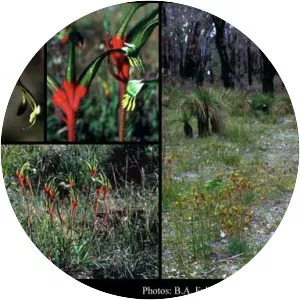 Anigozanthos bicolor - 