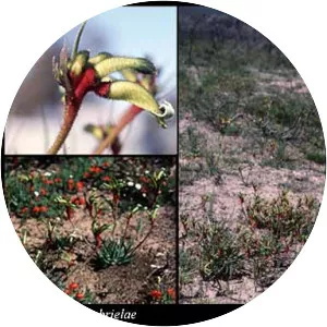 Anigozanthos gabrielae