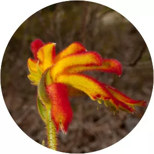 Anigozanthos humilis