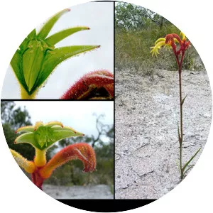 Anigozanthos preissii