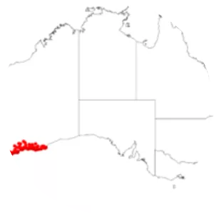 Anigozanthos rufus - 