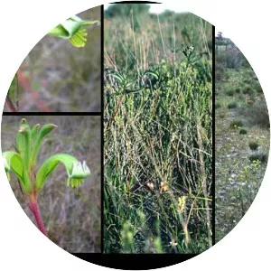 Anigozanthos viridis - 