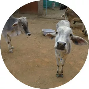 Animal Aid Unlimited - Nonprofit organization