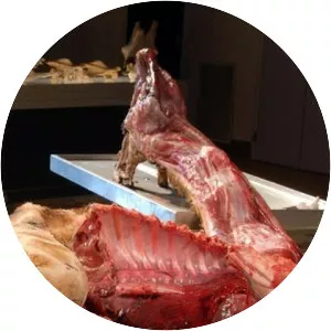 Animal Autopsy - TV program