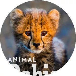 Animal Babies - 2016 ‧ 1 season