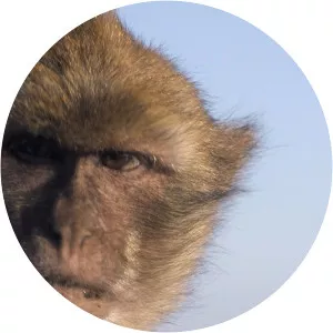 Animal EmpiresSince 2016