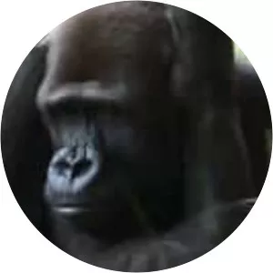 Animal Fun - TV program