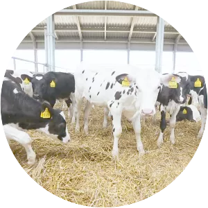 Animal Husbandry photograph