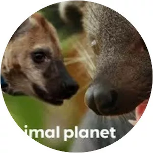 Animal Planet Report - Television series