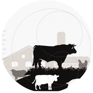 Animal Science - Field of study