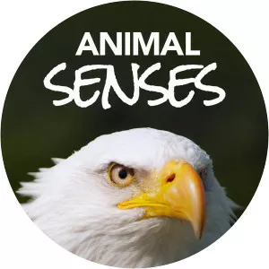 Animal SensesSince 2017